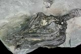 D Platycrinites Crinoid Fossil - Crawfordsville, Indiana #92765-2
